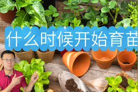 什么时候开始室内育苗？什么是终霜日？不同蔬菜育苗时间参考！视频封面