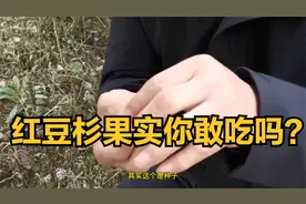 漂亮的红豆杉果实，你敢吃吗？