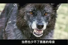 狼：小伙放牧的同时，竟然学会了如何与狼沟通，和狼做起了朋友。