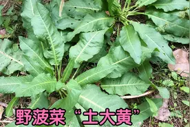 野菠菜到底有啥价值？深受中医的喜欢，原来用途是个宝！视频封面