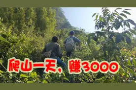 小哥们天天爬山打野，都干些什么，一天能赚3000，厉害