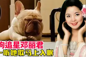 顽皮小狗痴迷音乐，一听邓丽君的歌3秒就能睡着！这狗还有救吗？视频封面