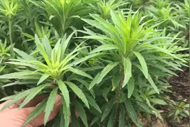 植物小蓬草，用于肠炎痢疾胆囊炎，还是皮肤烦恼的福音哦