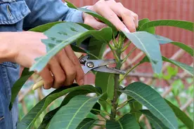 立春，从这位置剪一刀，芒果树新芽多又壮，开花结果量多视频封面