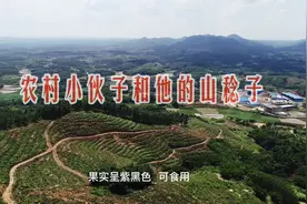 广西南宁良庆行｜农村小伙子和他的山稔子视频封面