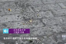 北京街头出现粘脚的不明液体 专家：蚜虫排泄物视频封面