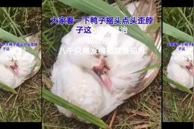 鸭子摇头点头、歪脖子怎么办？鸭浆膜炎怎么治疗有效视频封面