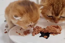 小奶猫第一次吃肉，猫妈上来就是一口，网友：这是亲妈干的事？