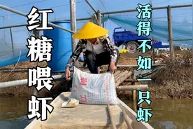 农村小伙自创养虾模式，养虾用红糖喂虾，这种虾好吃吗？视频封面