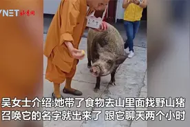 被寺庙收养的野山猪猪慈眉善，自由散步还会“磕头”！视频封面