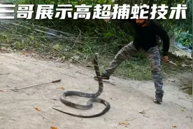 印度三哥展示高超捕蛇技术视频封面