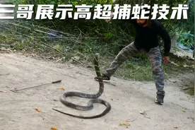 印度三哥展示高超捕蛇技术视频封面