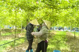 自贸港建设东方实践 东方：党建引领跑出产业扶贫“加速度”视频封面
