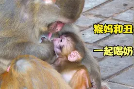 丑娃成长记4：猴妈和丑娃一起吸自己的奶水视频封面
