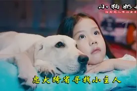 狗狗意外失踪，不料狗狗跨省回老家找主人，独守家门几年等待主人视频封面