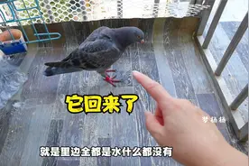 2只小鸽子失踪30个小时，终于回家了，主人高兴急了视频封面