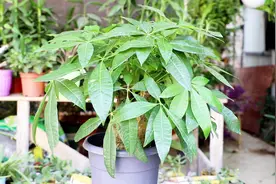 养发财树，做好这2步，干枯的枝干很快便能起死回生视频封面