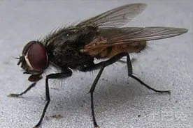 灭苍蝇不用买药，只需放上这盆水，整个夏天房间里不会看见一只