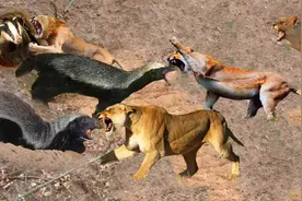 不愧是非洲一个，平头哥蜜罐大胆对战狮群，简直不要太猛视频封面