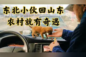 闯关东后裔的东北小伙回到山东老家，刚进村就有奇遇视频封面