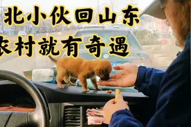 闯关东后裔的东北小伙回到山东老家，刚进村就有奇遇视频封面