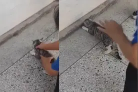 真被迫营业！主人抱熟睡猫咪怼脸捉老鼠视频封面