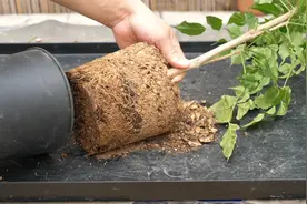 给幸福树换盆这一步是关键，后期长势快又旺盛视频封面