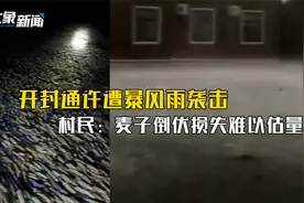 揪心！开封通许遭暴风雨袭击，村民：麦子倒伏损失难以估量视频封面