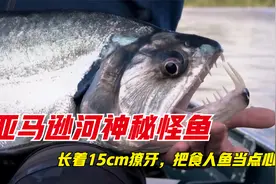 亚马逊河凶猛的怪鱼，长着15cm的獠牙，食人鱼在它面前就是点心视频封面