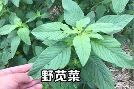 野苋菜又叫“长寿菜”，价值与用途是个宝，还能制作臭豆腐视频封面