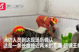 吓人!村民家中惊现“眼镜王蛇”，攻击性极强视频封面