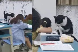 猫咪放弃体面生活屡次外逃流浪，在高校教室“督学”吓得女生哆嗦视频封面