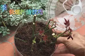用塑料瓶快速扦插繁殖月季花，蘸点芦荟凝胶，快速生根长芽视频封面