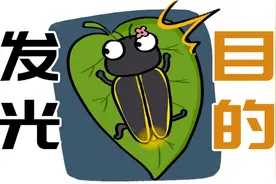 萤火虫大晚上发光的目的是什么？