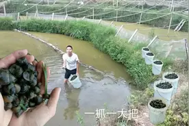 客户出高价要100斤田螺小崽，出价30元一斤，大早上就放水摸田螺视频封面