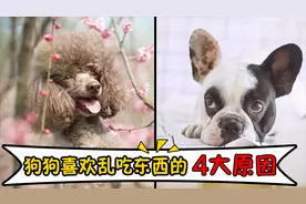 如果狗狗喜欢乱吃东西，很可能是这4个原因导致的