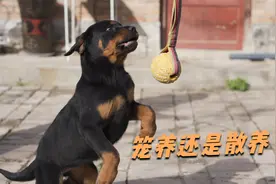 狗狗选择笼养还是散养？看完这个视频你就明白了！视频封面