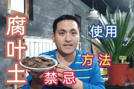 腐叶土栽种君子兰，必须要掌握和了解的方法，禁忌，否则伤花不浅视频封面