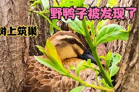 东北野鸭子泛滥了，在树上筑巢太隐蔽，被小伙采蘑菇发现了！视频封面