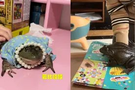 小女孩菜市场相中了一只牛蛙，在女孩的悉心呵护下变成了芭比蛙蛙视频封面