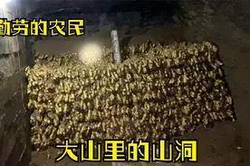 大姜怎么储存？小伙带你进山洞，人工开凿常年恒温，放3年都不坏视频封面