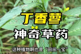 狂犬克星丁香蓼，原来价值那么高？很多人却不认识视频封面