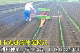 日本先进的种葱模式，微耕机种植，精细高效，山区丘陵都能用！视频封面