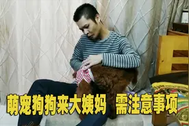 狗狗发情期怎么渡过？性情大变想越狱寻爱，做到这几点，轻松解决视频封面