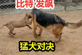 巨型比特犬霸气外露，面对凶猛德牧丝毫不慌，猛犬过招惊喜不断视频封面