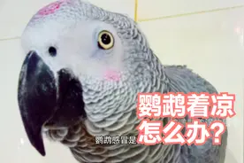 春季早晚温差大，鹦鹉着凉感冒怎么办？可以试试这些方法