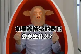 如果移植猪的器官！人体会发生什么呢？视频封面