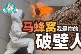 马蜂窝能有多夸张？如何安全地捅马蜂窝？