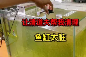鱼缸长满青苔懒得打理，于是扔进两条清道夫，这效果也太赞了