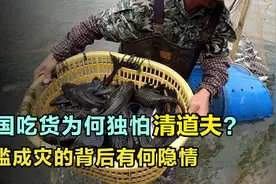 清道夫鱼为什么能在中国泛滥成灾？请你查一下清道夫是啥段位视频封面